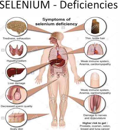 Certified personal trainer, prep coach & nutritionist at home+ International Registered Of Exercises Professional business photograph