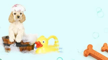 Whoof-Whoof . business photograph