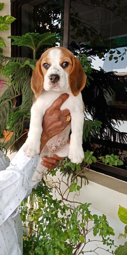 Sai Pet Shop business photograph