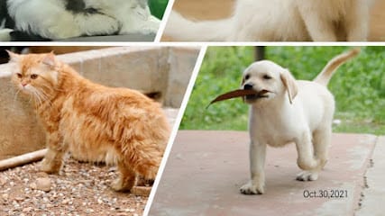 Crazy Pets Vet Care business photograph