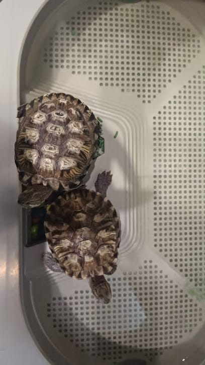 The Veterinarian for home visits as well as online consultation ~ Dr Varun Mehta business photograph