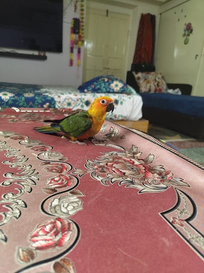 Veterinary Home Services | Veterinary Clinic | Veterinary Doctor | Pet Care Center | 24/7 Open business photograph