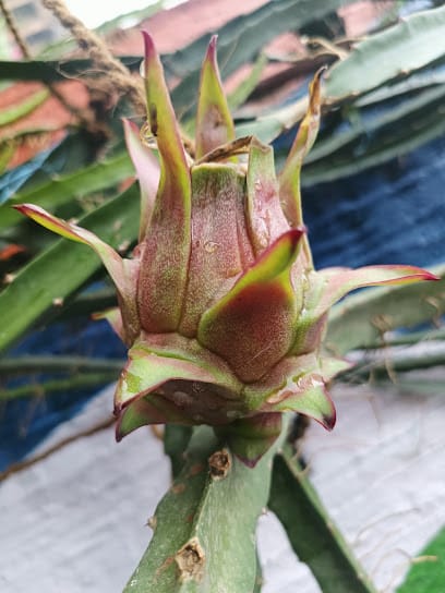 Azad krishi kendra lalpur business photograph