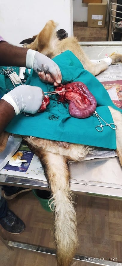 Elite Veterinary Clinic And Surgery Center business photograph