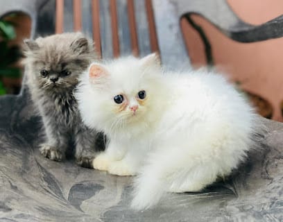 Sufi cat pet shop business photograph