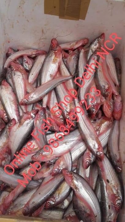 Online Fish Shop Delhi NCR business photograph
