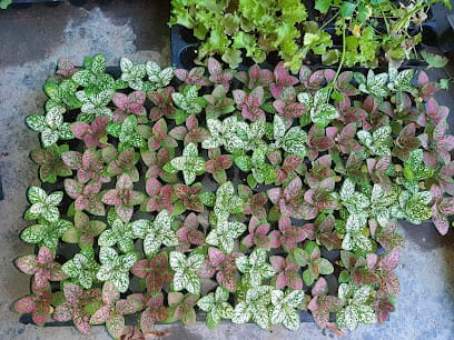 GOBIND BEEJ BHANDAR business photograph