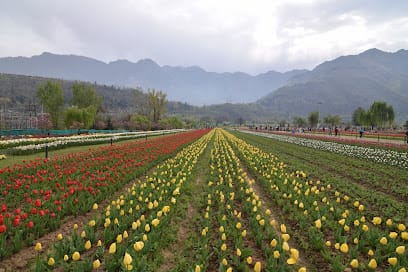 Tulip Garden Srinagar business photograph