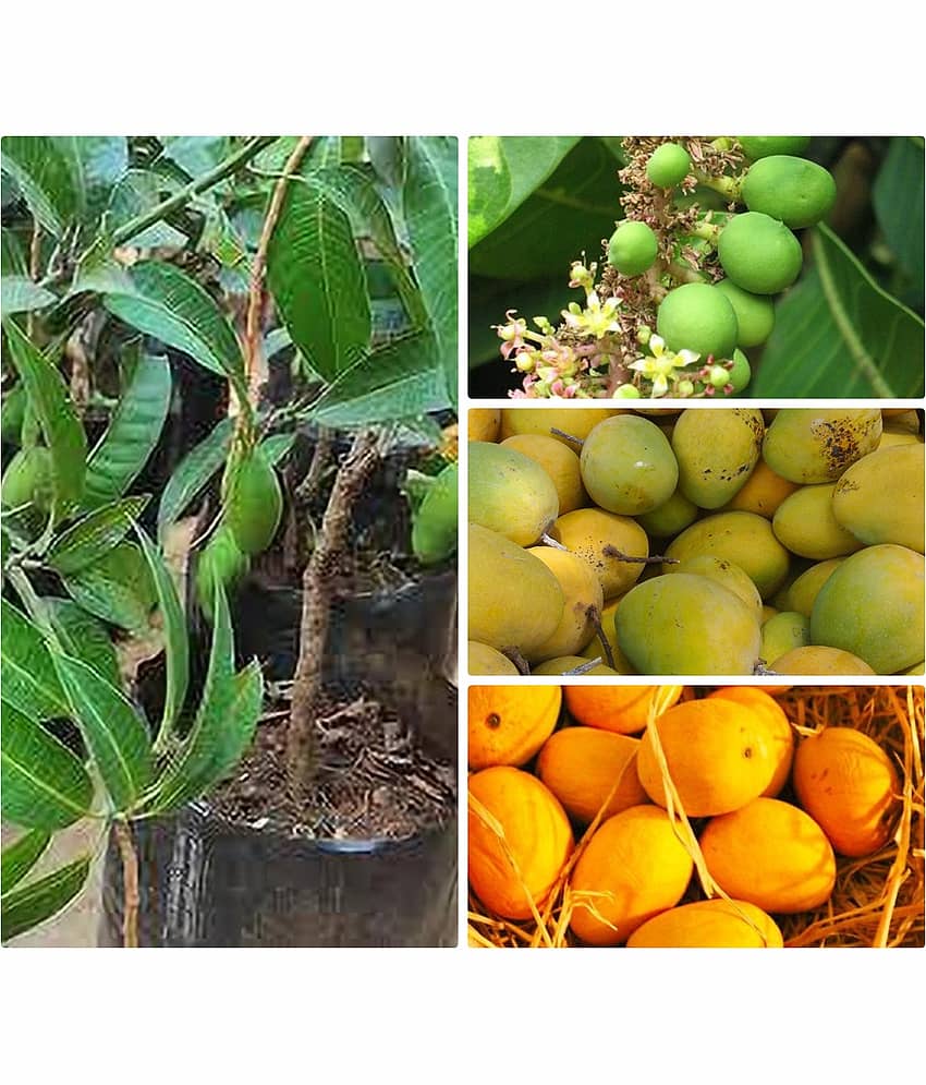 Cloud Farm Outdoor Mango Fruit Plant Pack of 1
