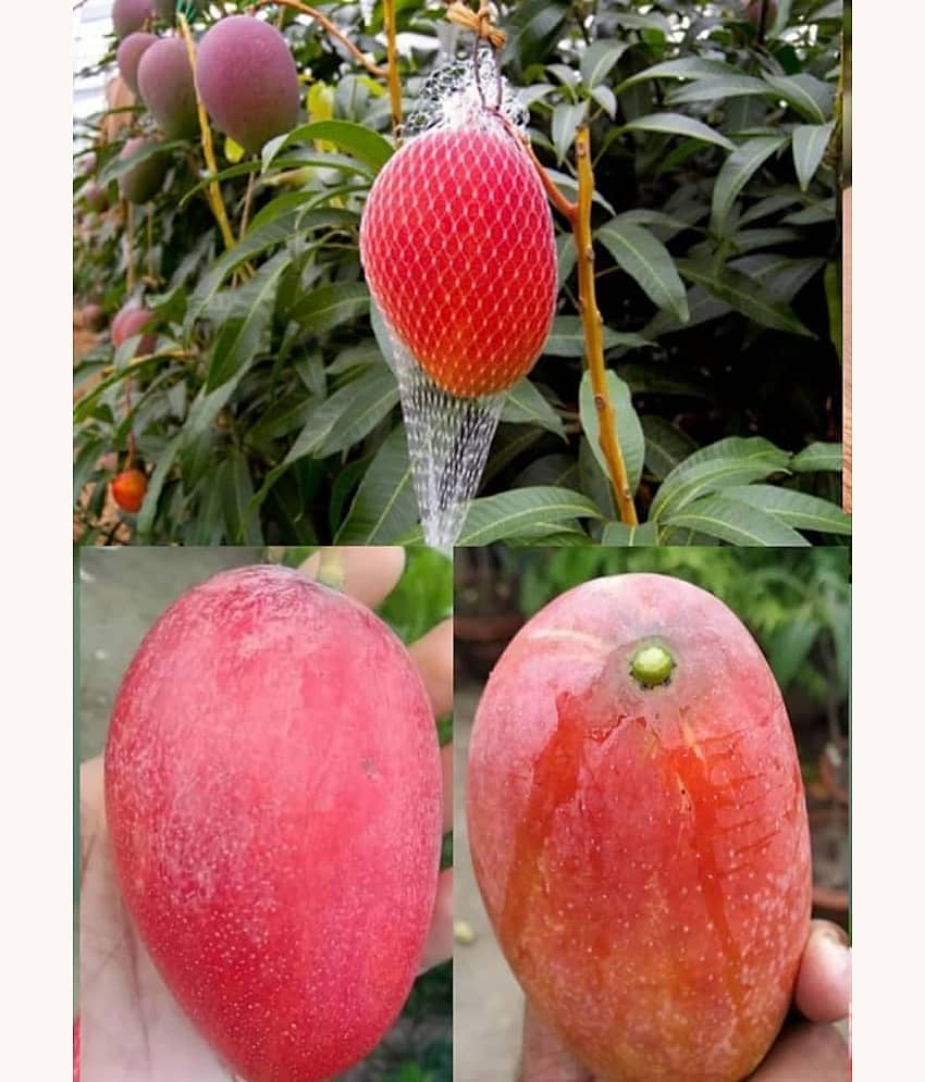 Cloud Farm Outdoor Fruit Plant ( Pack of 1 )