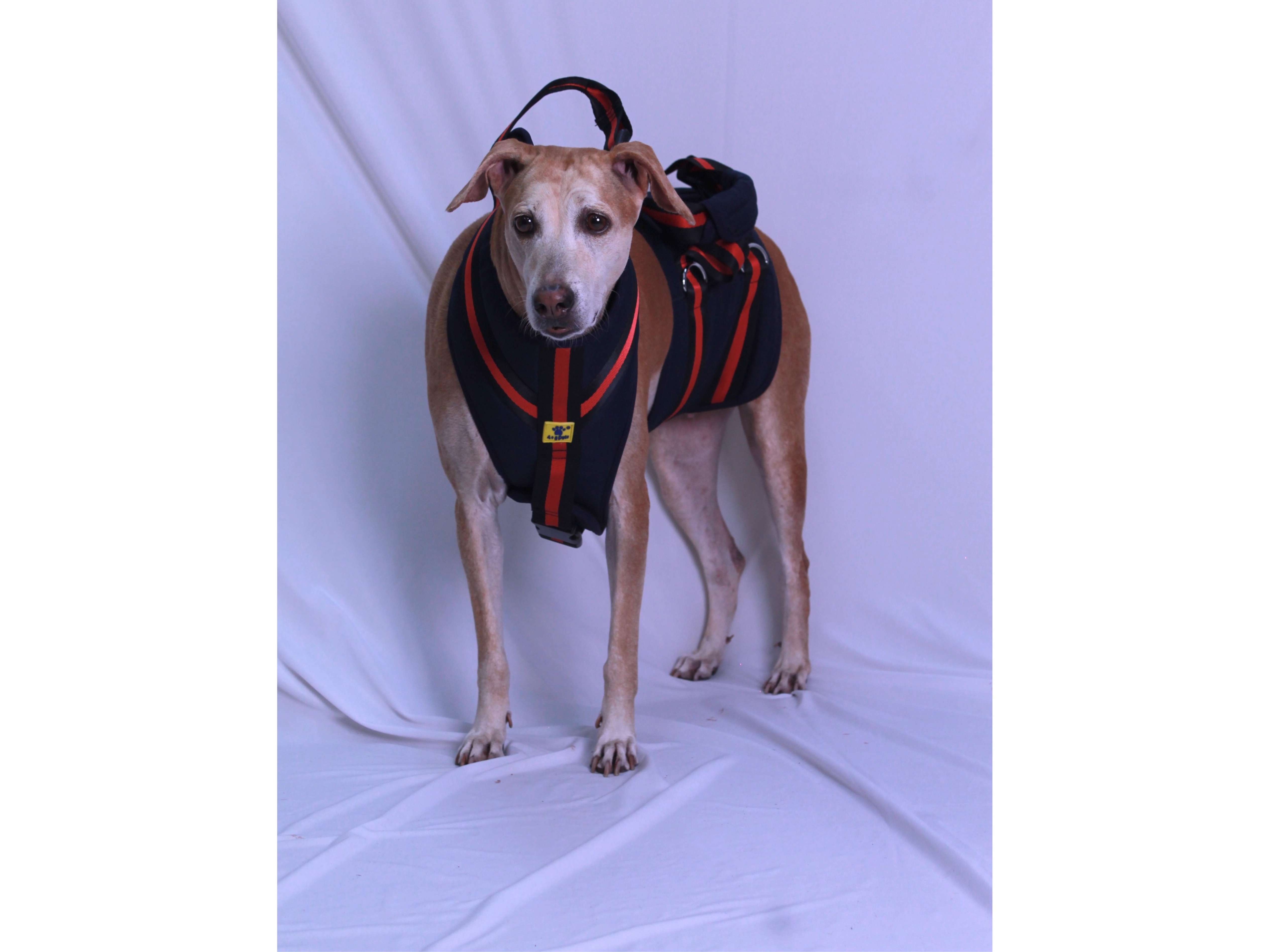 A+a Pets'Dog Lift Full Body Support Harness | Arthritis Paralyses Amputated Senior Older Dogs - XS-S