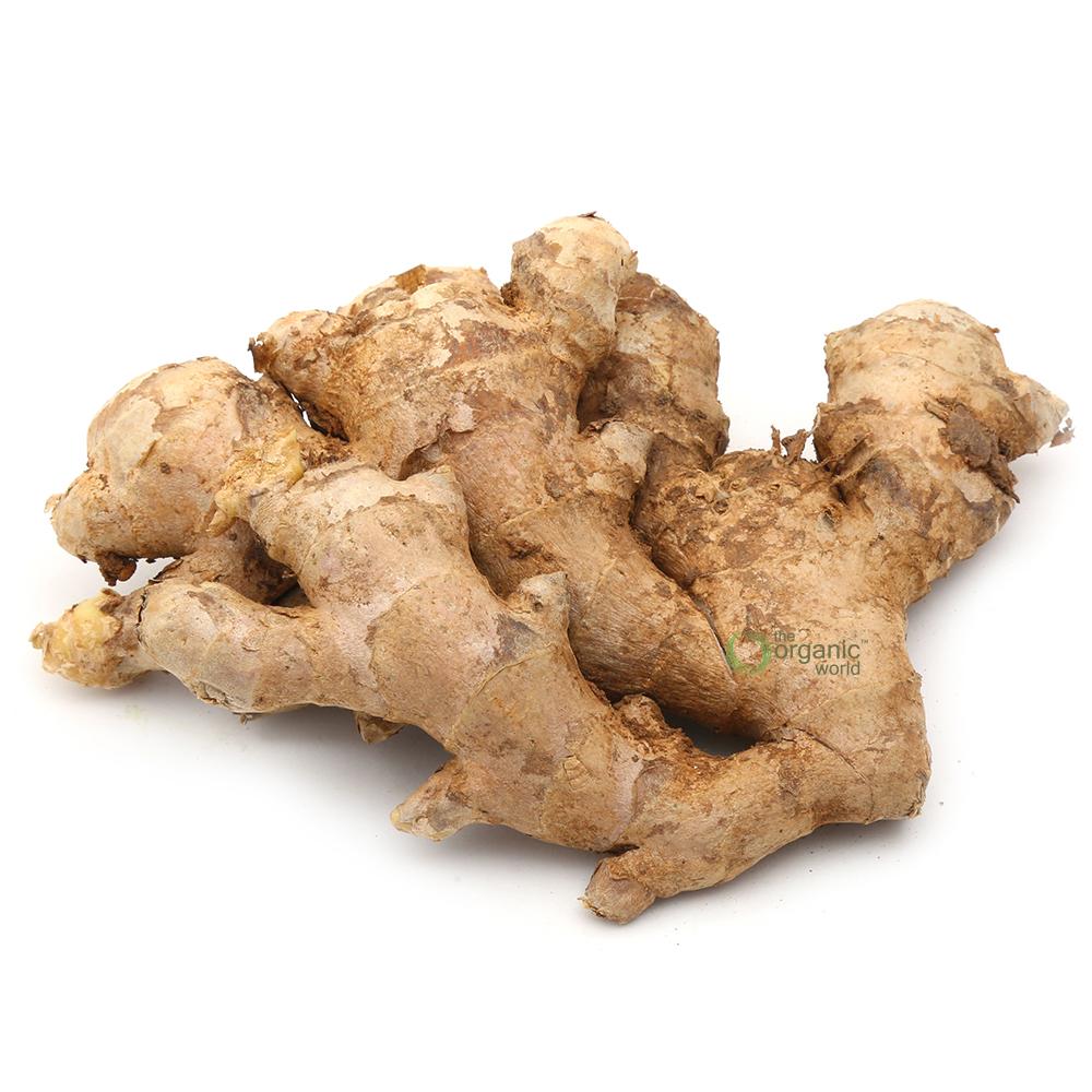 SS GINGER