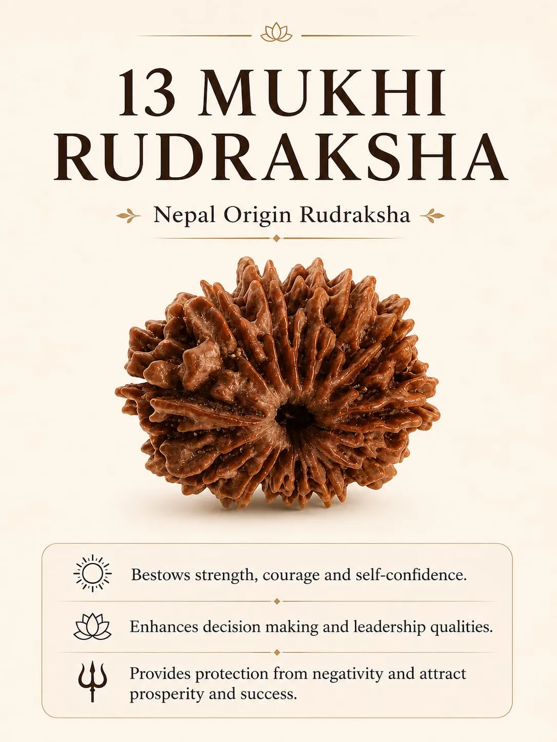 13 MUKHI (18-25 MM) RUDRAKSH NEPAL