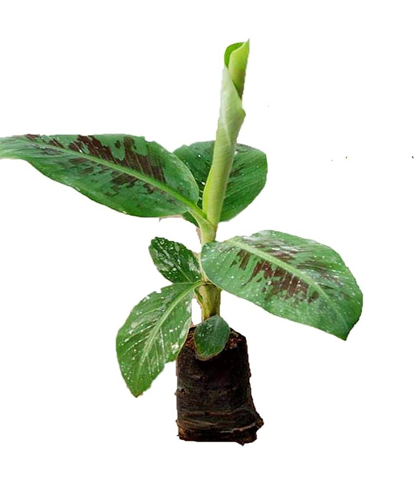 Cloud Farm Outdoor Fruit Plant ( Pack of 1 )