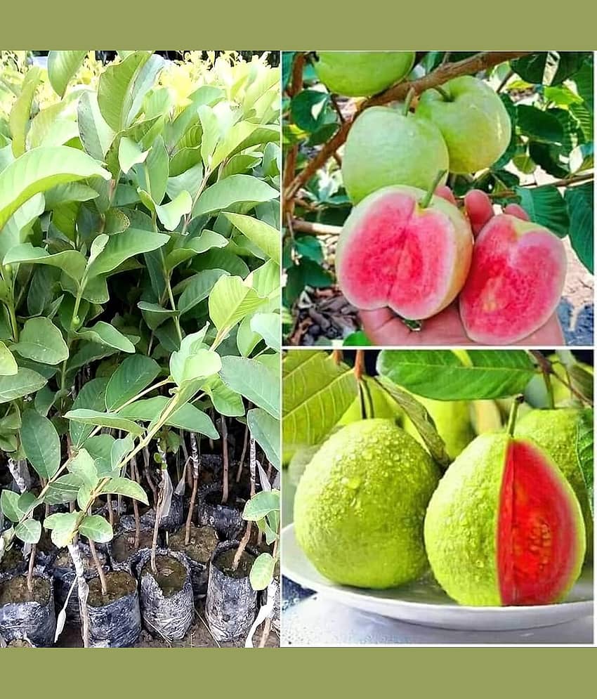 Cloud Farm Outdoor Guava Fruit Plant Pack of 1