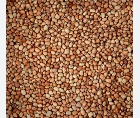 Red Cow Pea view 2