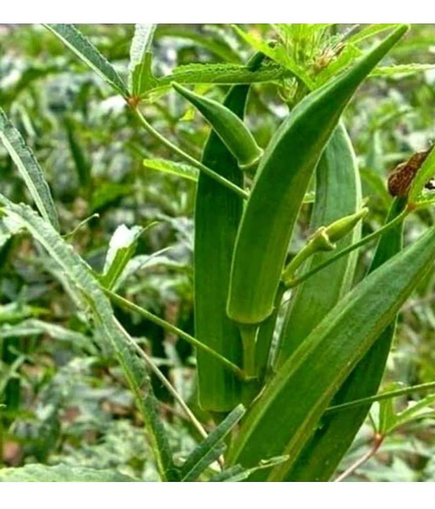 High Yield Lady Finger Hybrid F1 Supreme (II) Seeds for Terrace Kitchen Balcony Gardening 20 Seeds