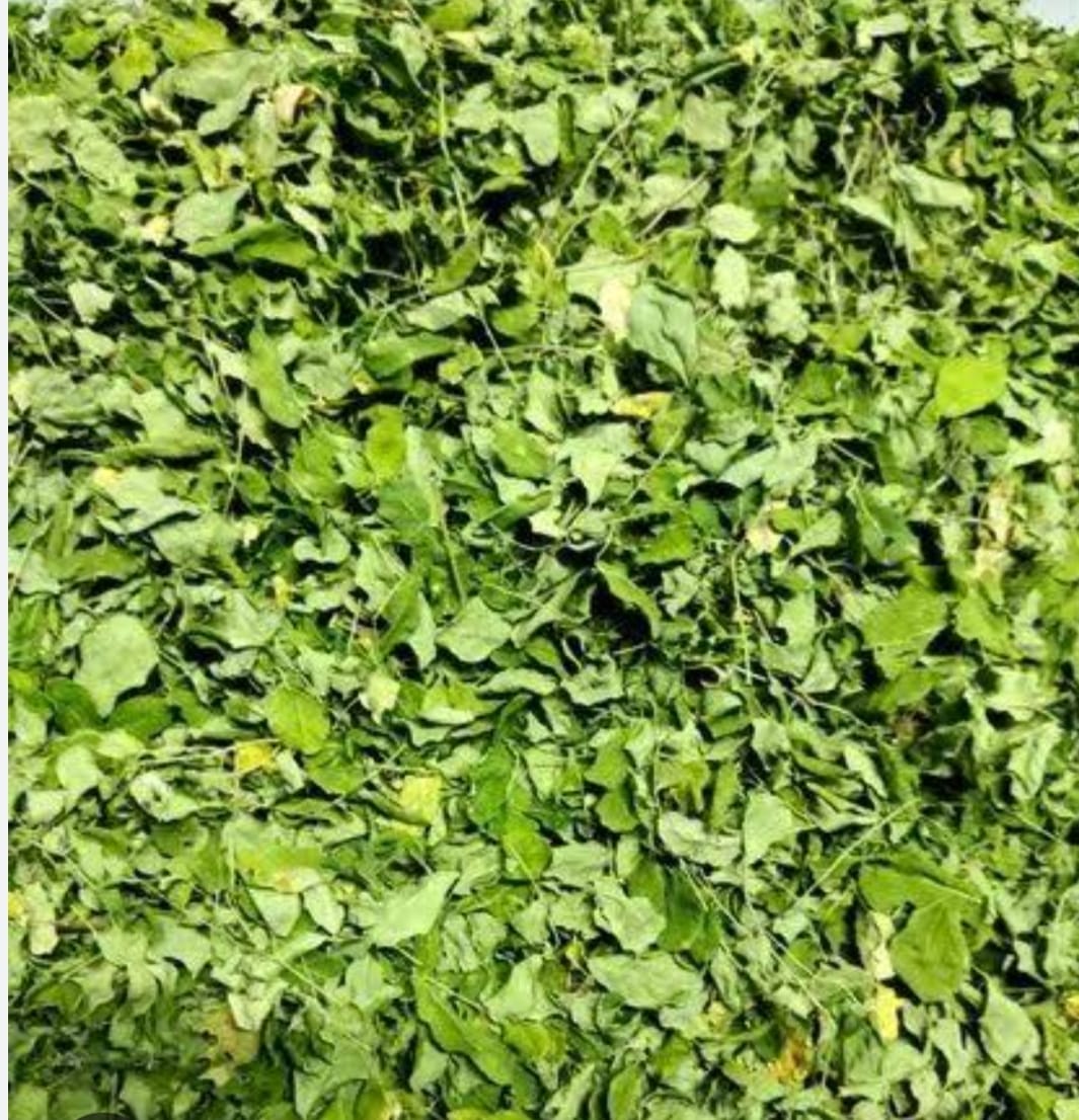 Dried Moringa Leaves
