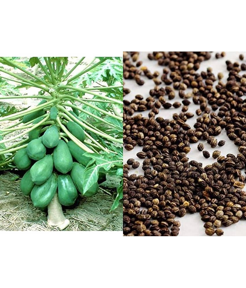 BS SEEDS Papaya Selection Seeds (50 Seeds) view 2