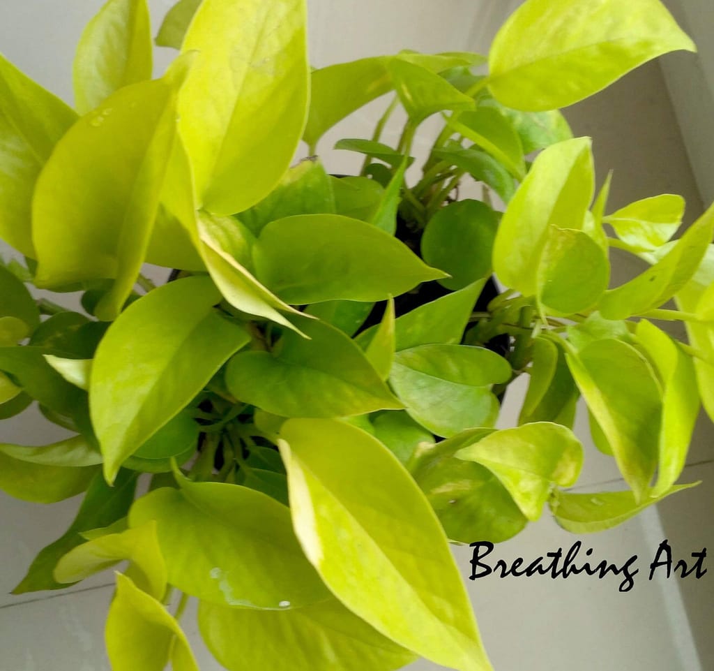 Breathing Art - Neon Pothos/Money Plant Neon view 2