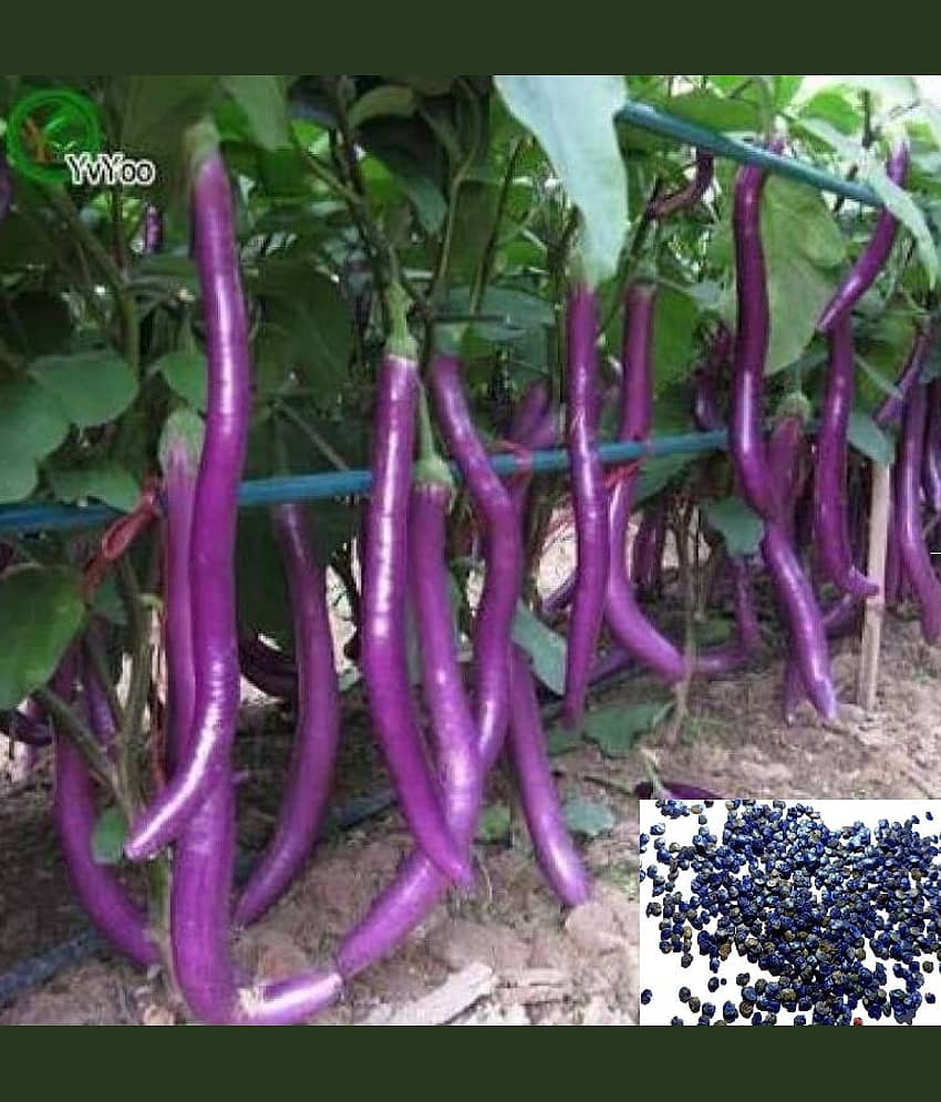 homeagro - Brinjal Vegetable ( 50 Seeds )