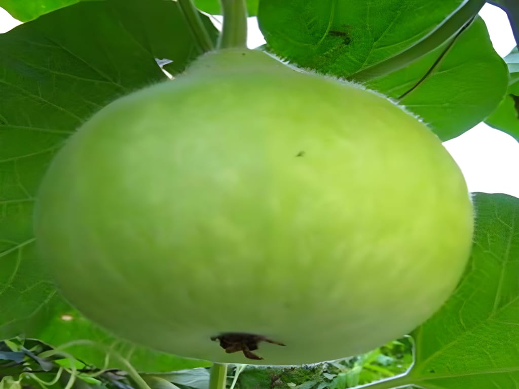 Desi Variety Bottle Gourd/Lauki Round Seeds view 2
