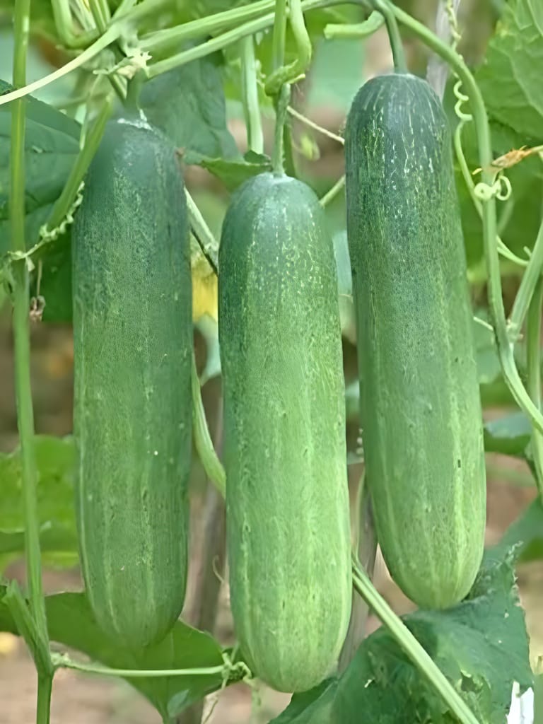 Agro Seeds Vegetable Cucumber F1 Hybrid Seeds Fresh Healthy Seed in Your Garden Perfect for Home & Terrace view 2