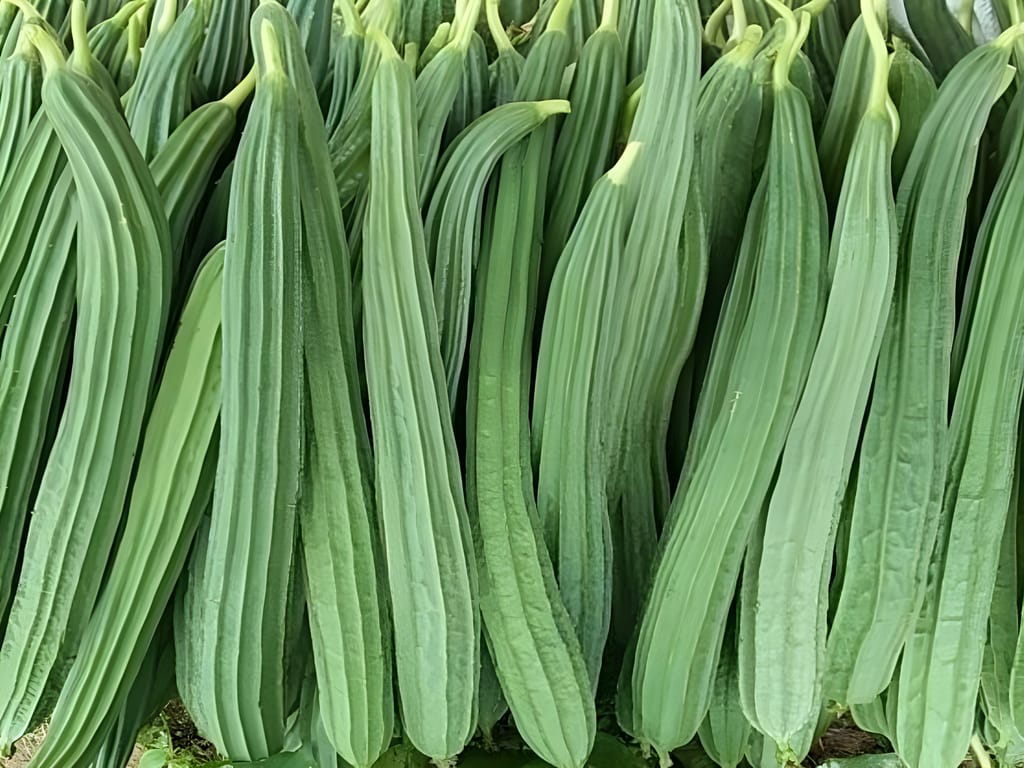 Agro Seeds Ridge Gourd 25 + Vegetable Seeds for Home Garden, 0rganic & Hybrid, Perfect for Home Gardening, Planting For Pots and Patio view 2