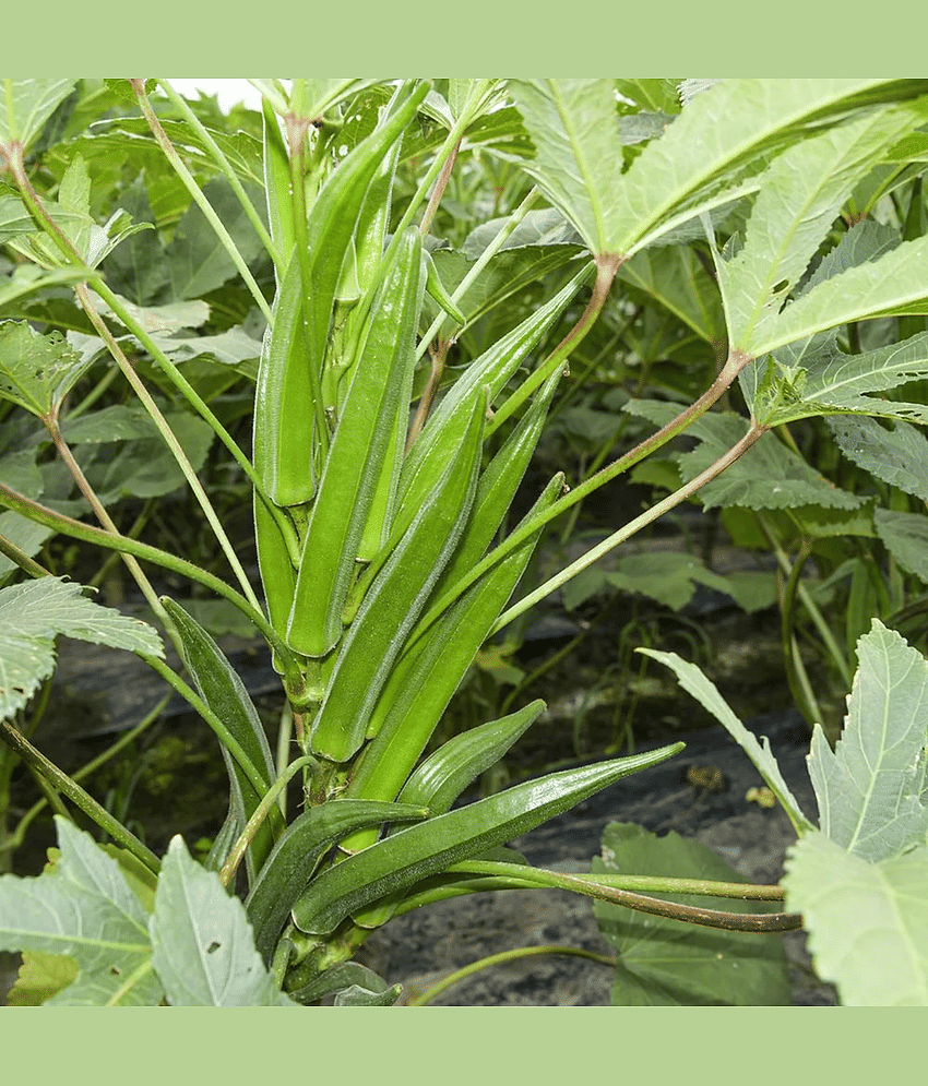 PARTHVA SEEDS Bhindi Vegetable ( 150 Seeds ) view 2