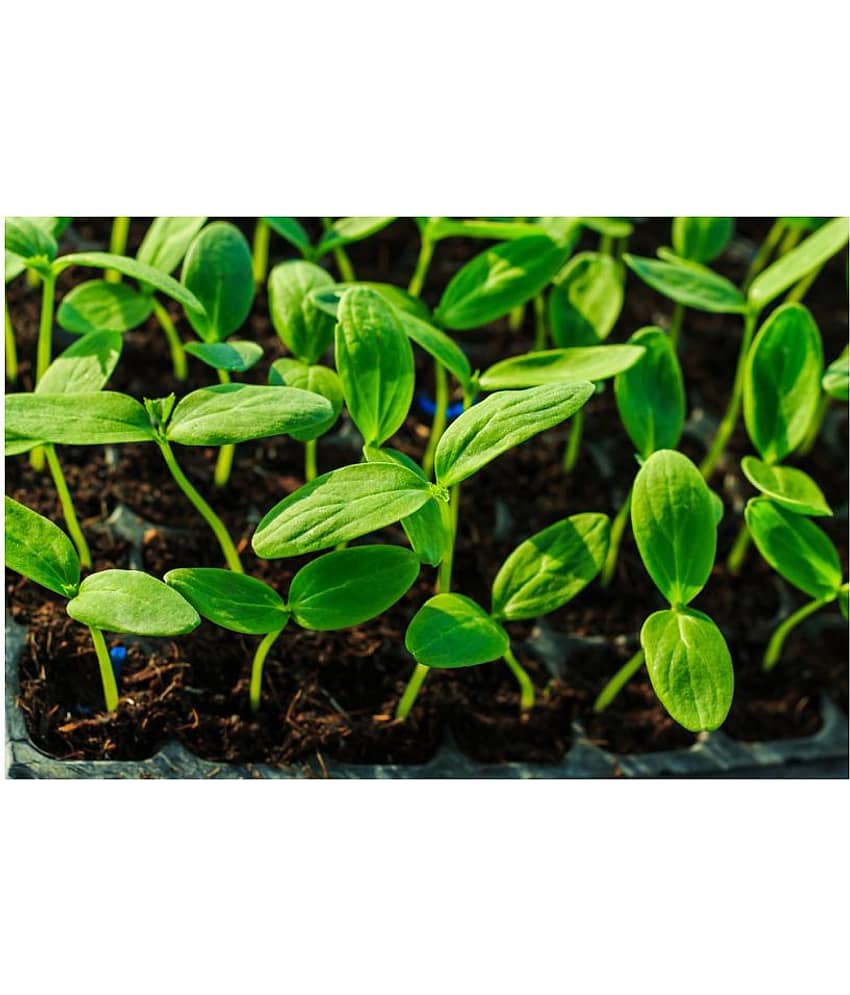 Summer Veg. Seeds - Cucumber seed ( 50 seed ) - Your Home & kitchen garden on this summer view 2