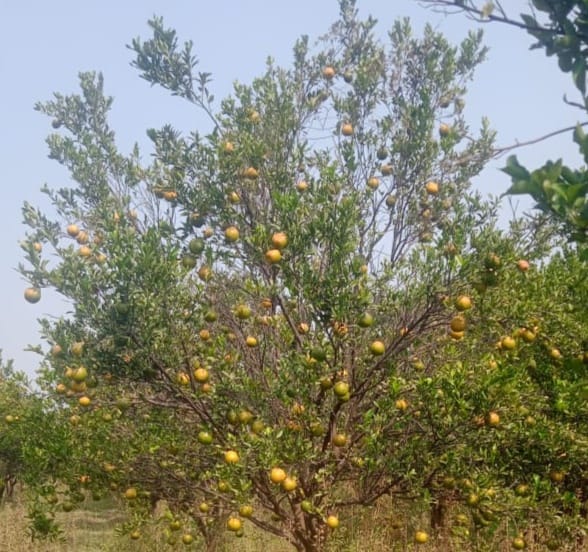 Oranges view 2