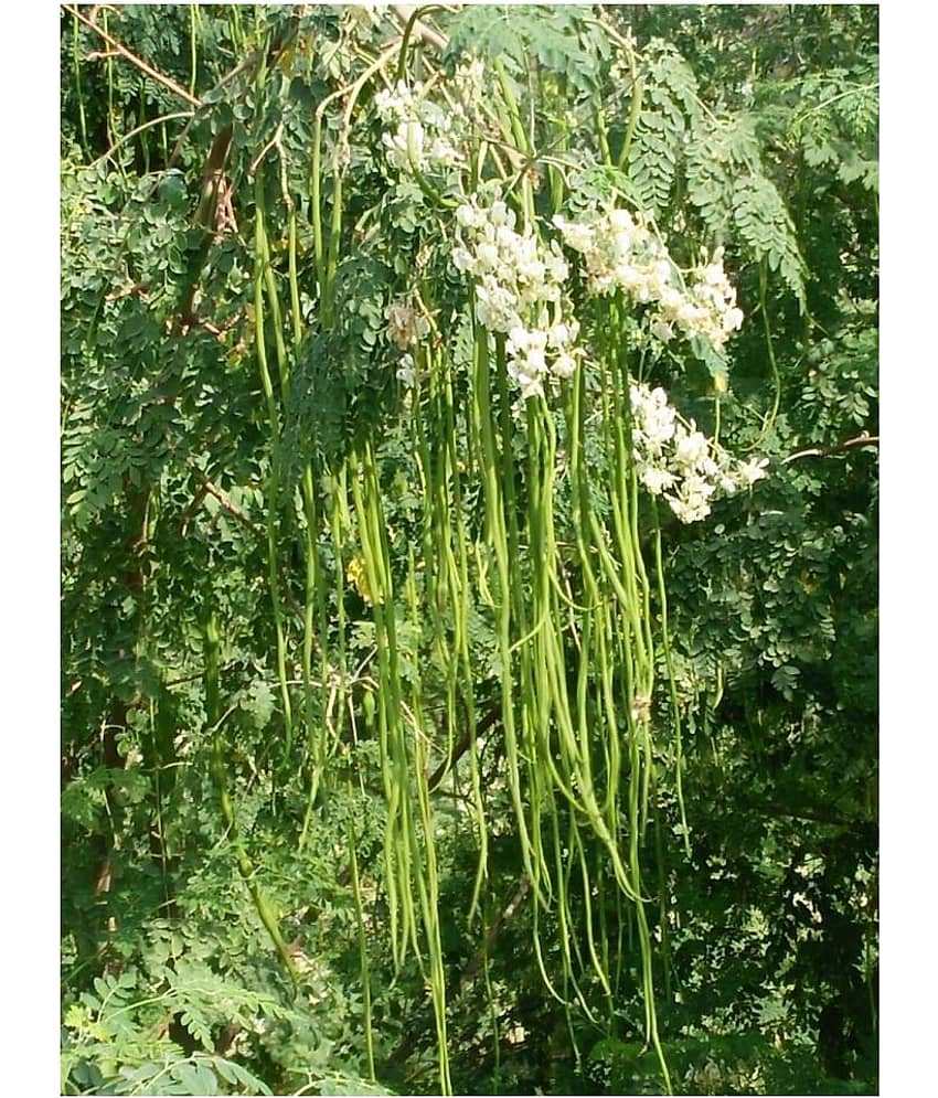 ROYAL PARADISE GARDEN PKM1 Rare Moringa oleifera Long Drumstick High Yielding 20 Seeds view 2