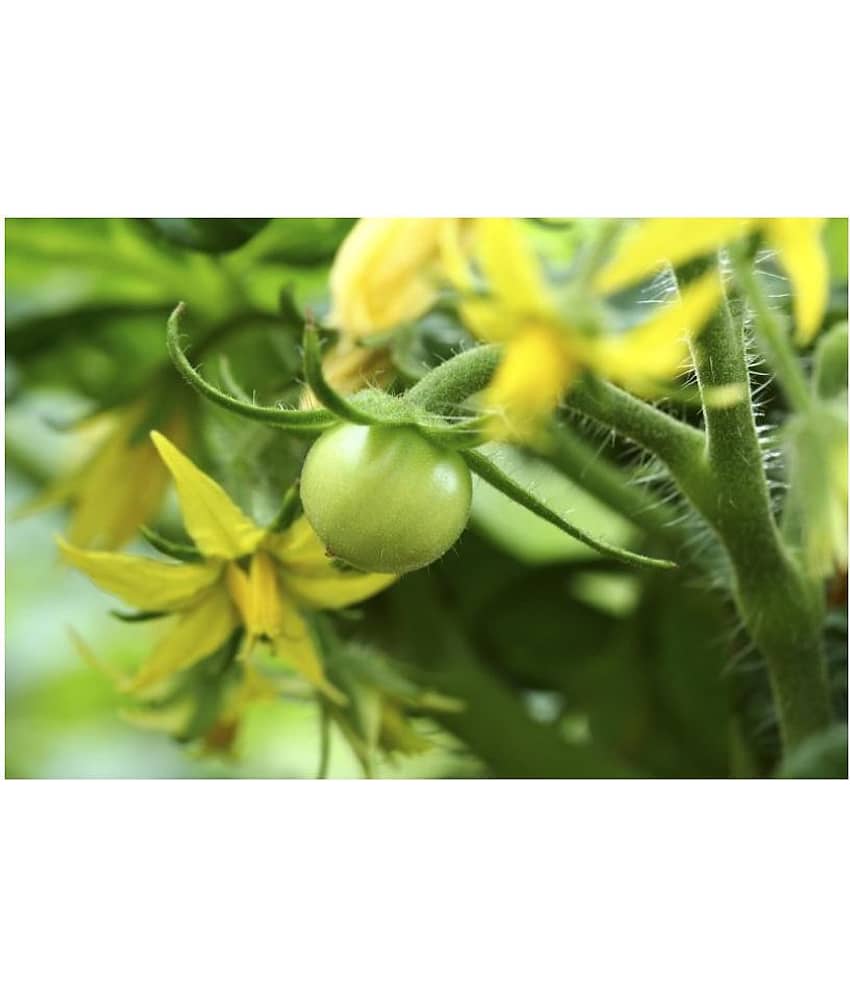 Desi Variety Tomato Seeds - Pack of 50 Seeds view 2