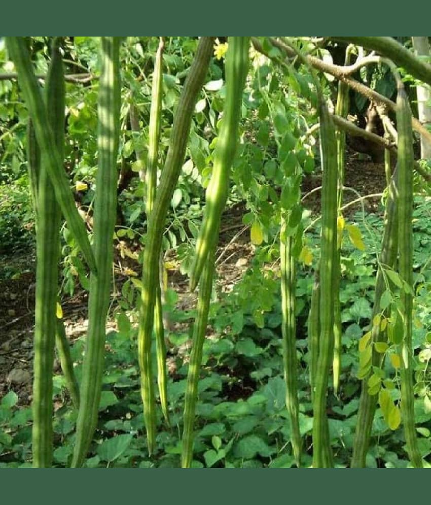Jignisha Seeds Organic Drumstick Vegetable ( 20 Seeds ) view 2