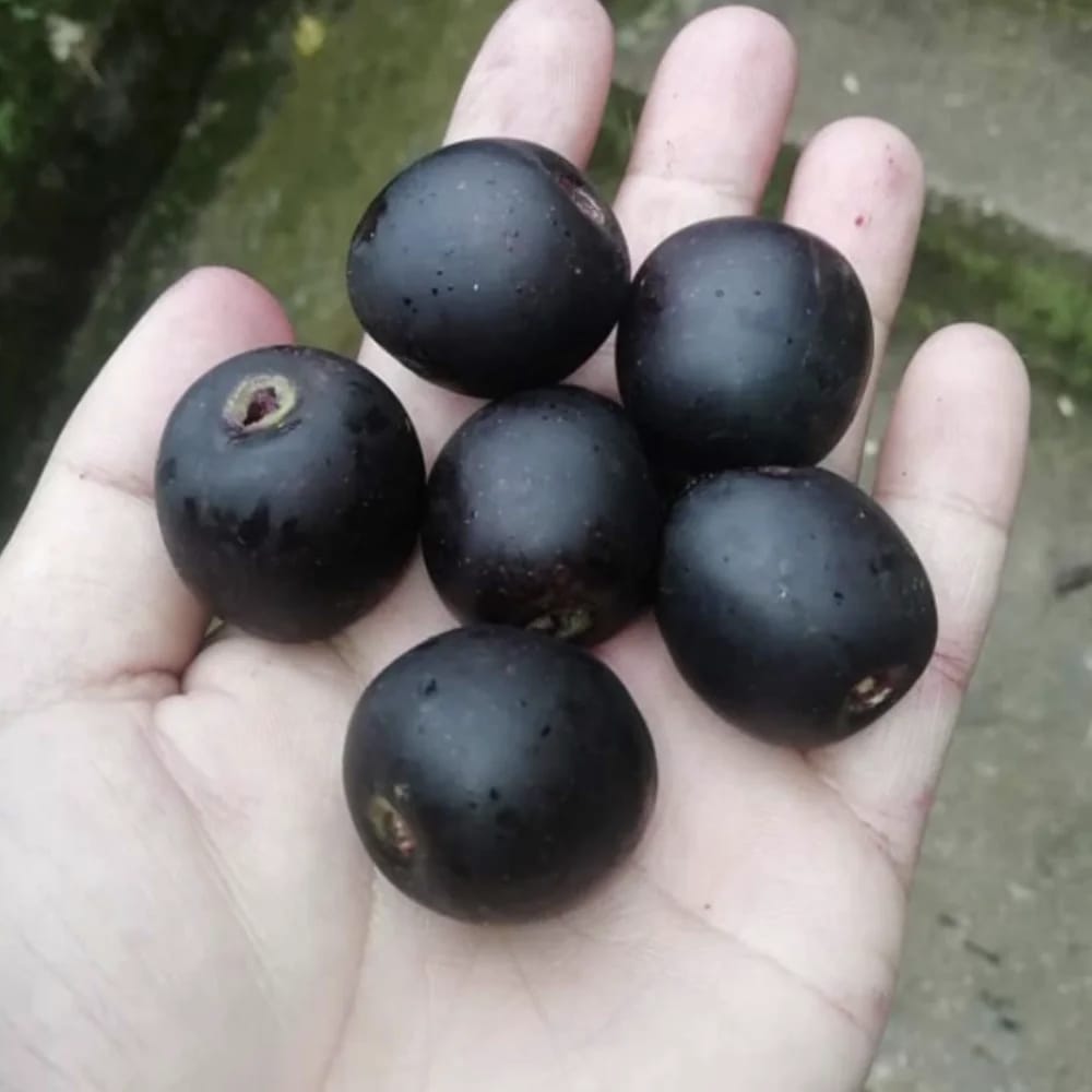 Pahari Roots Sohiong Jam view 2