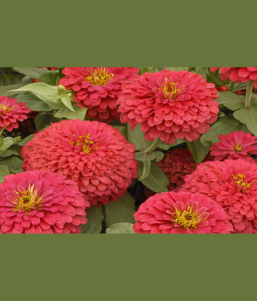 homeagro - Zinnia Mixed Flower ( 20 Seeds )