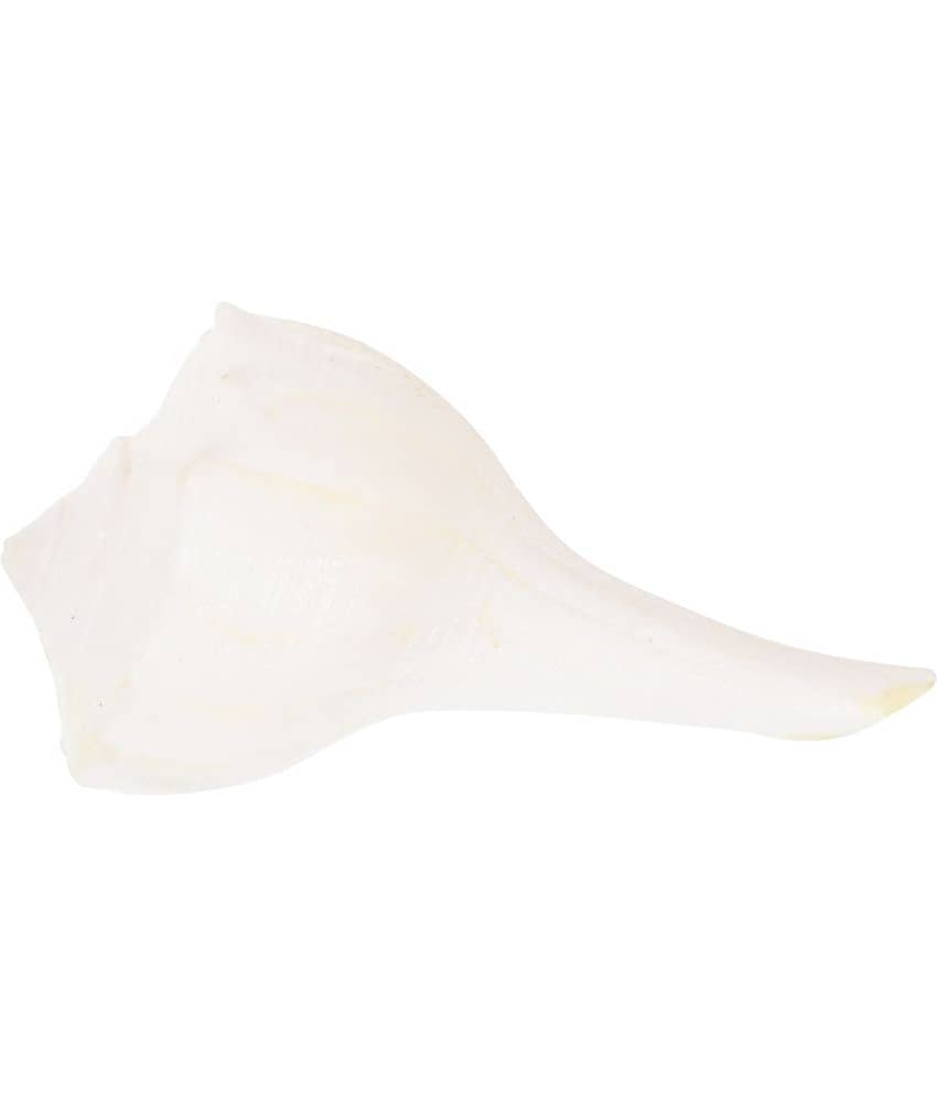 Kesar Zems Stone Dakshina Varti Shankh (6 cm x 3.5 cm x 3 cm, White) view 2