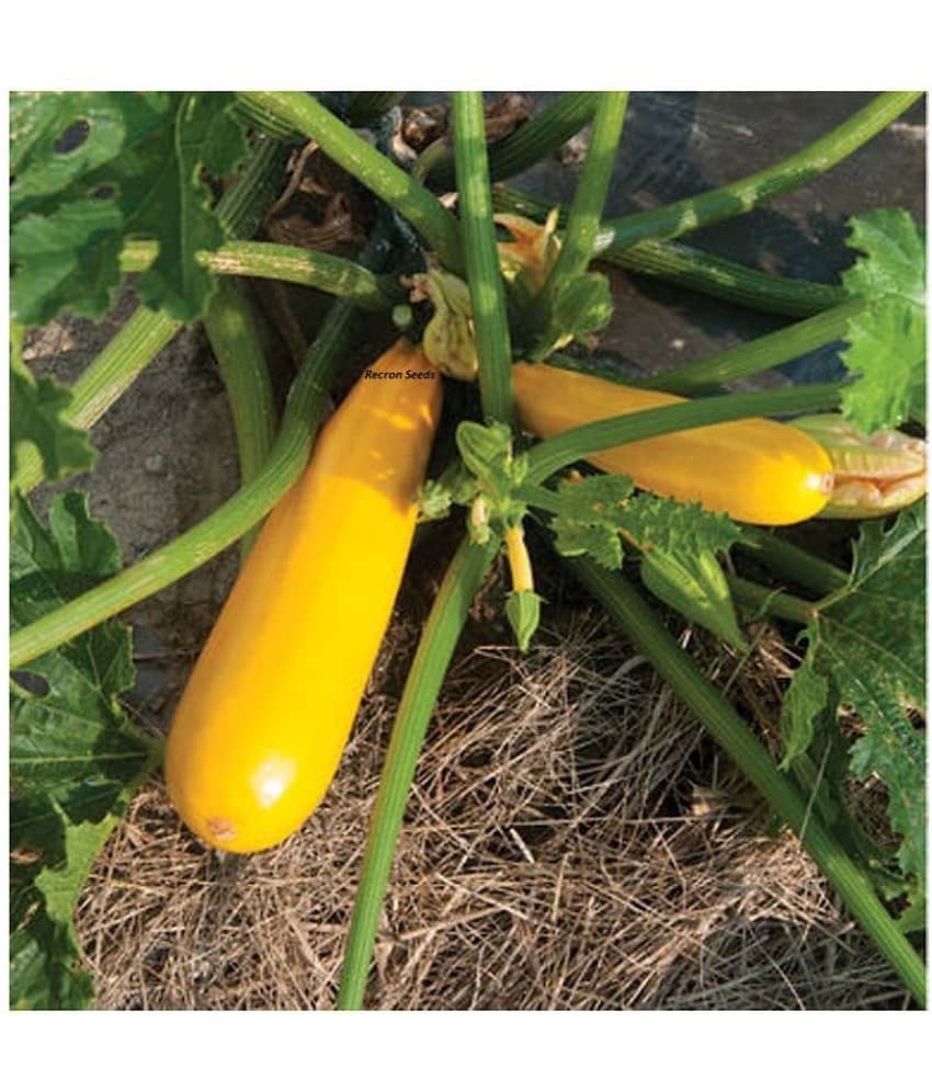 Yellow Long Zucchini Summer Squash Seeds, Courgette, Marrow, Gourd Vegetables Seeds 10 view 2