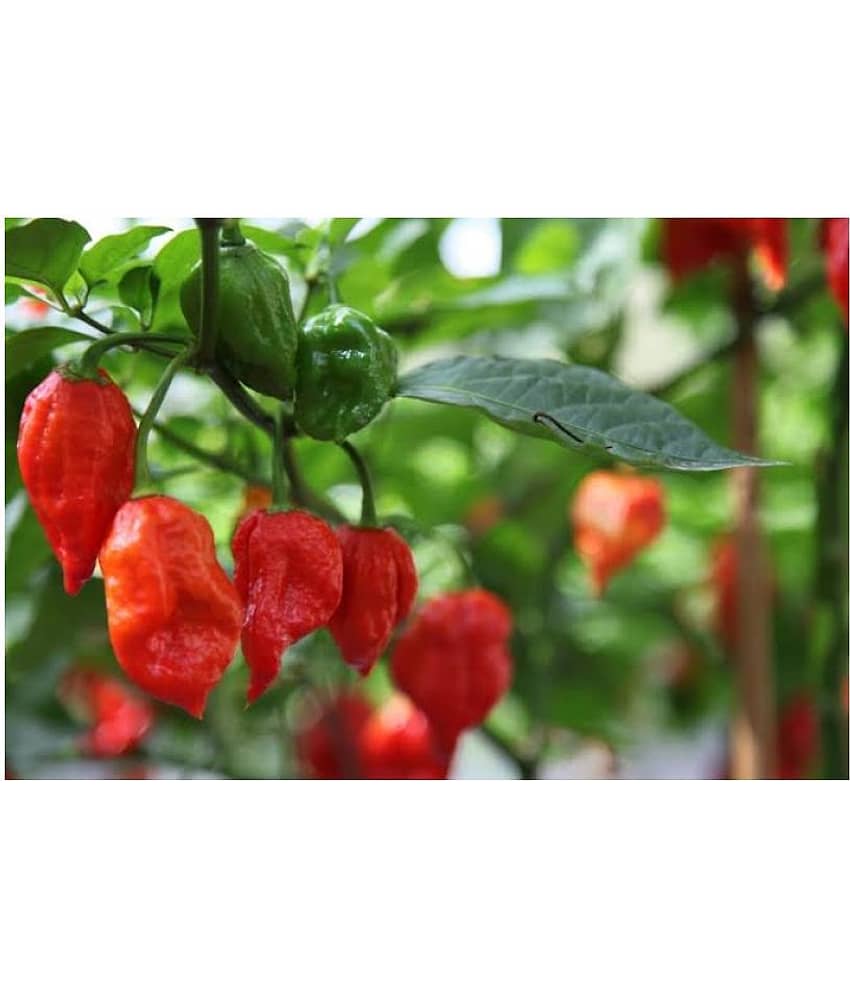 Green Chilli Seeds Desi Variety (Pack of 50 Seeds) view 2