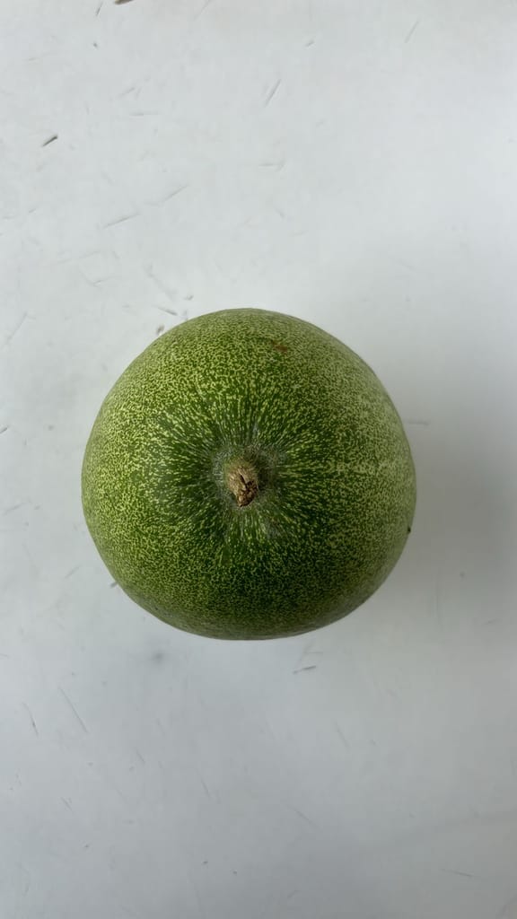 Ash Gourd view 2
