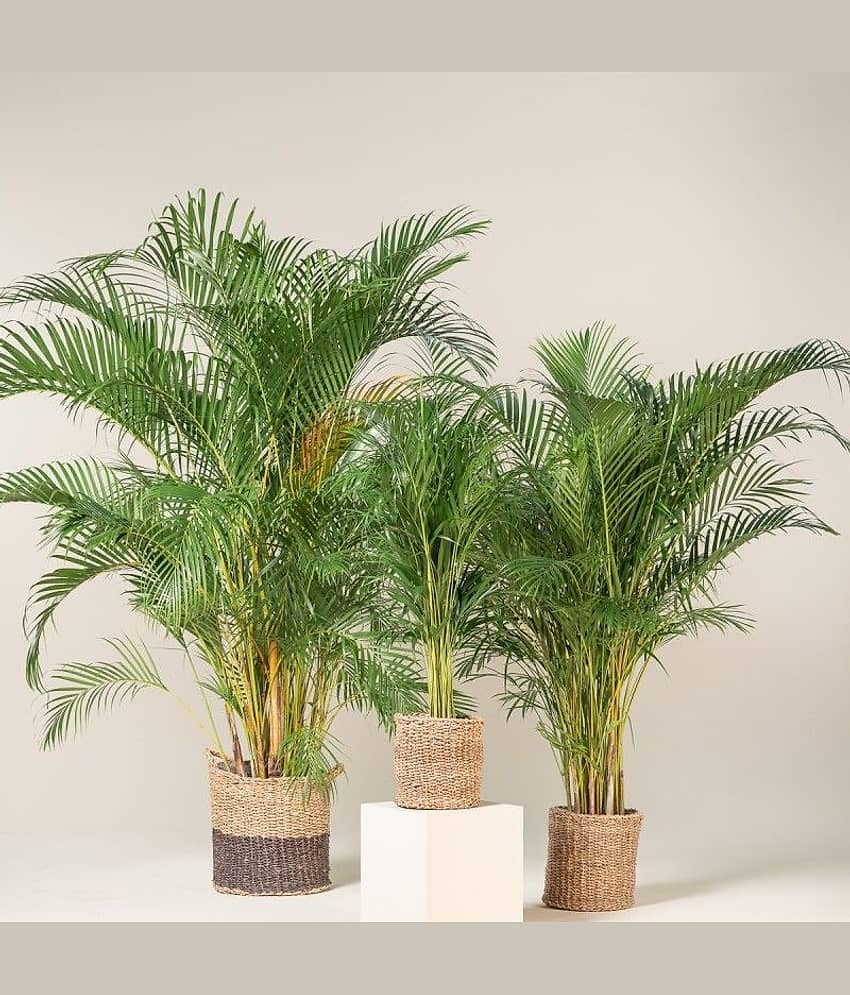 homeagro - Areca palm Plant ( 5 Seeds ) view 2