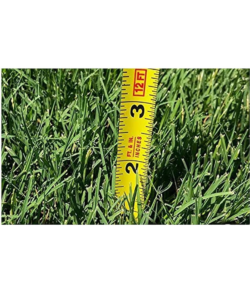 Italian RyeGrass F1 Hybrid Pack Of 500 view 2
