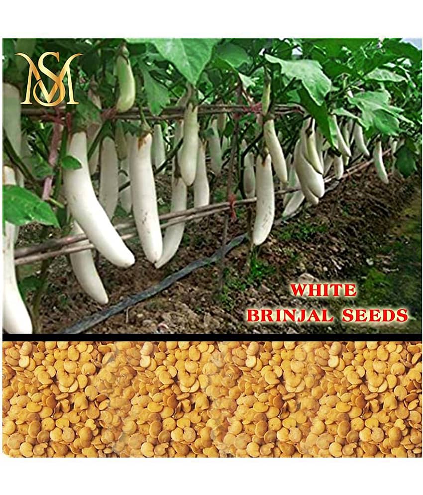 MS. Brinjal White long vegetable seeds view 2