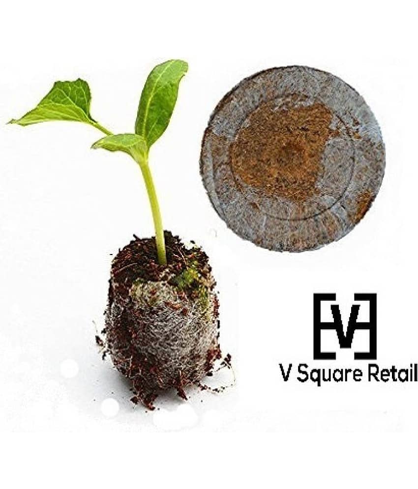 Sweet William Mixture Dianthus barbatus Winter Flower Seeds with Coco Peat Seed Starter view 2