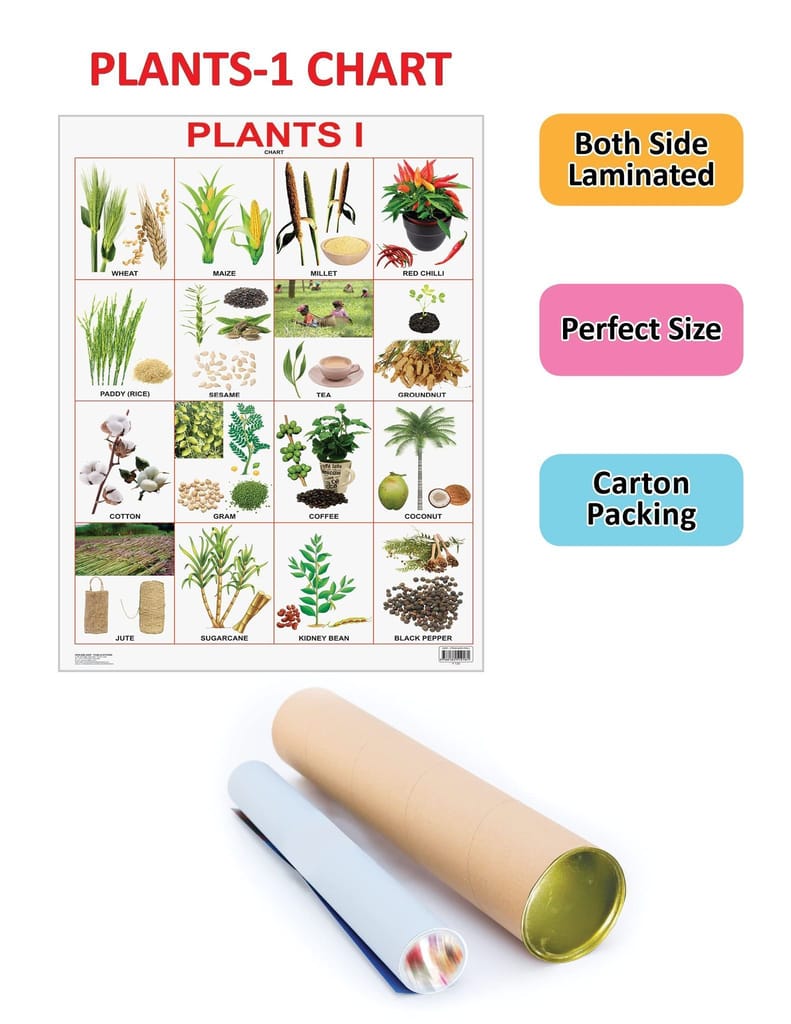 Plants Chart Educational Wall Chart For Kids - Both Side Hard Laminated (Size 48 x 73 cm) [Poster] Dreamland Publications view 2