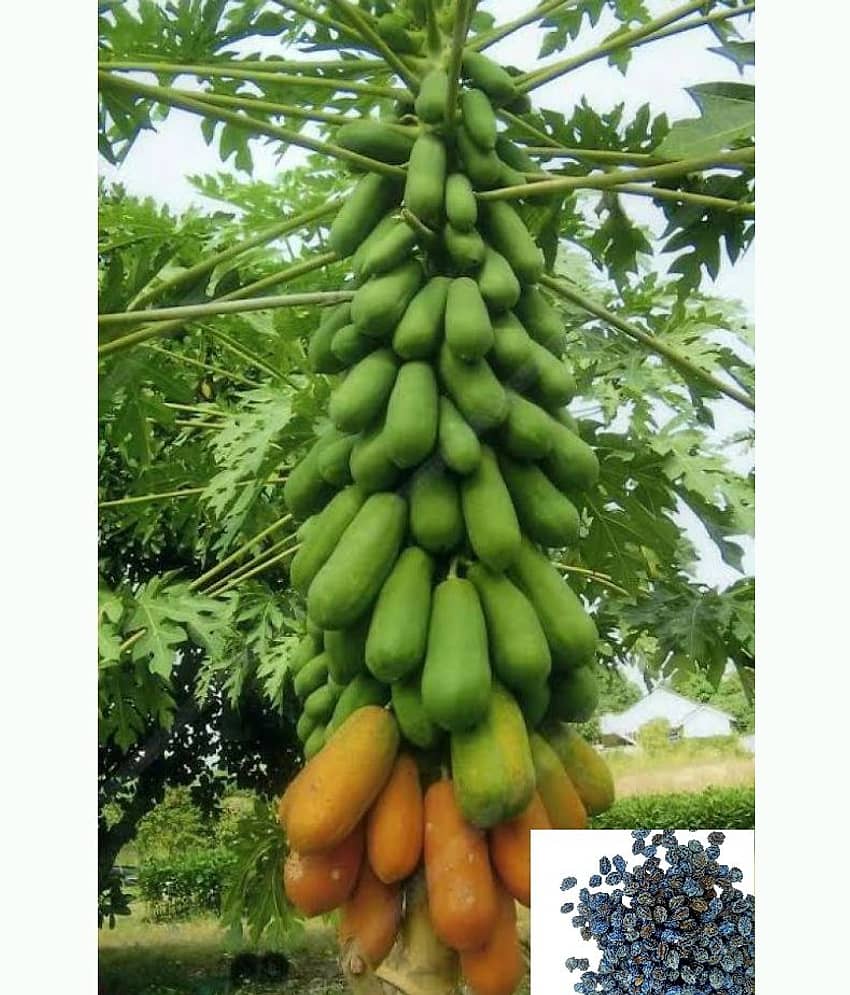 homeagro - Papaya Fruit ( 50 Seeds ) view 2