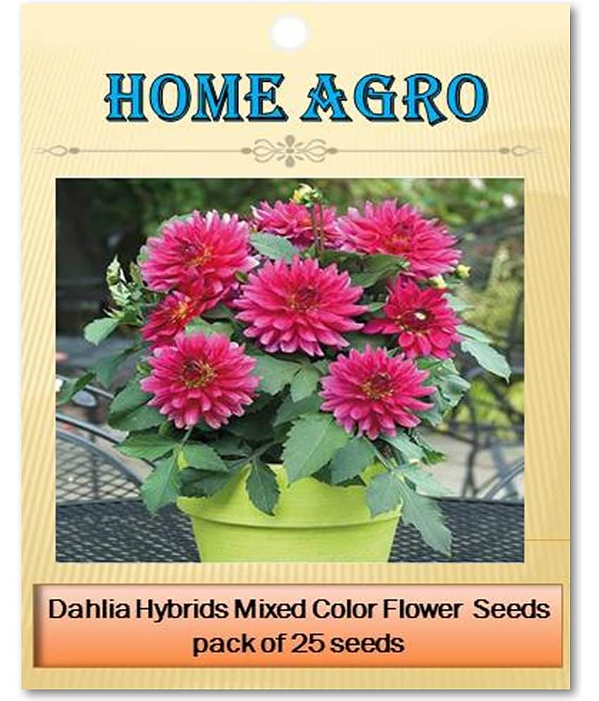 homeagro - Dahlia Mixed Flower ( 25 Seeds ) view 2