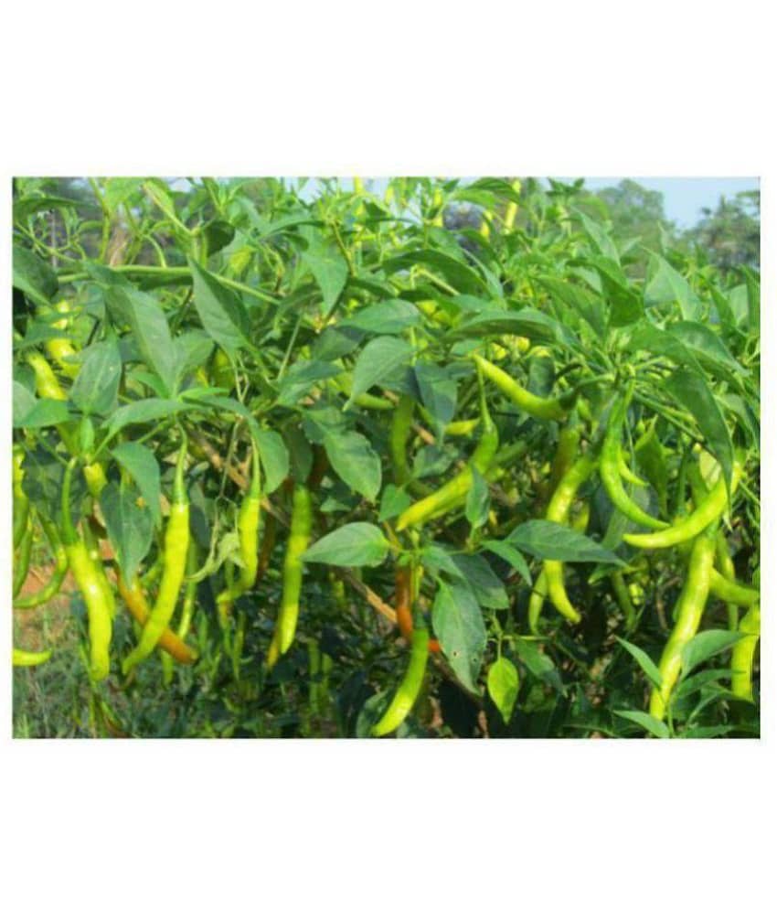 Seedscare Chilli Seeds Hot Jwala Pariksha Hybrid Omaxe Brand Combo (Pack of 50, 2 Packets) view 2