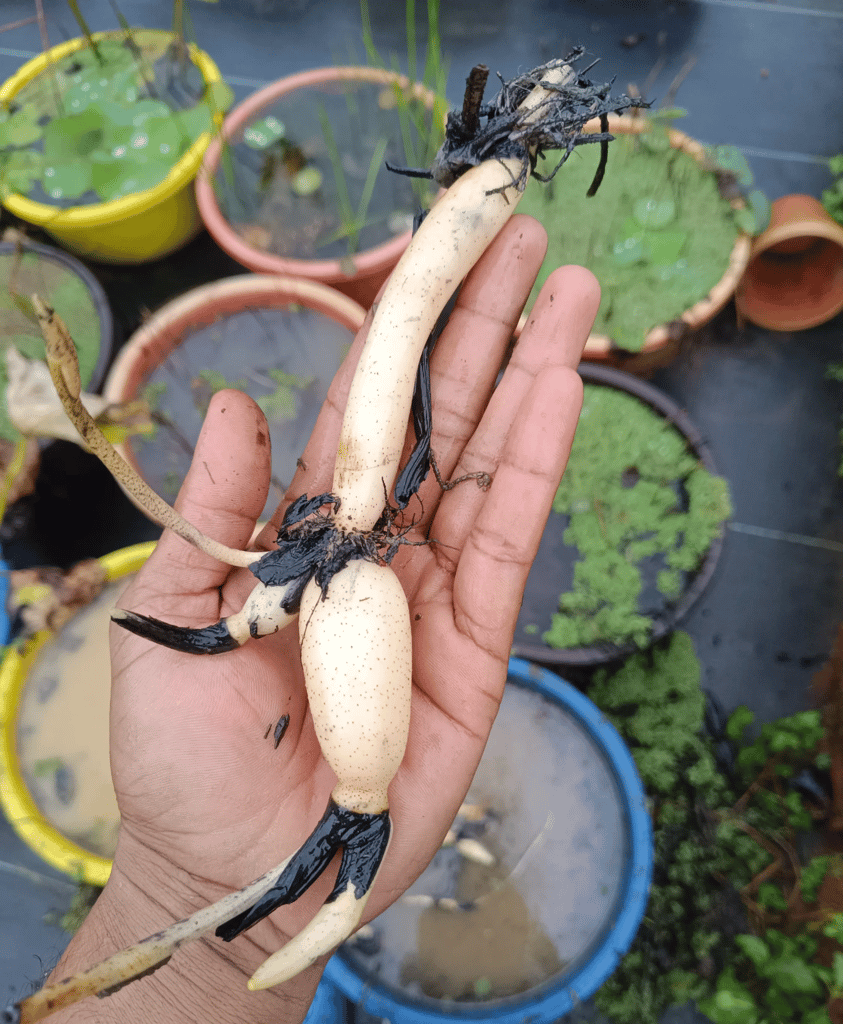 AMERY PEONY LOTUS TUBER view 2