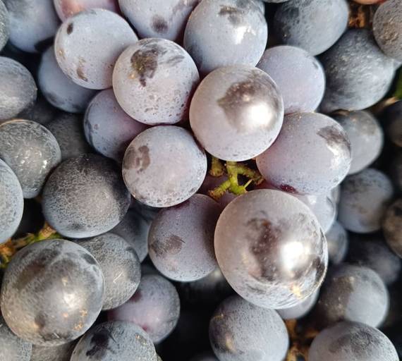 Grapes Juice